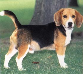 https://images.dog.ceo/breeds/hound-english/n02089973_2181.jpg