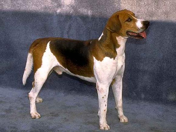 https://images.dog.ceo/breeds/hound-english/n02089973_2308.jpg