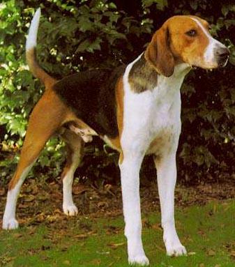 https://images.dog.ceo/breeds/hound-english/n02089973_270.jpg