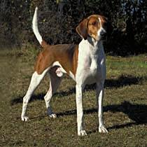 https://images.dog.ceo/breeds/hound-english/n02089973_2905.jpg