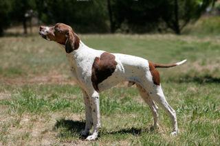 https://images.dog.ceo/breeds/hound-english/n02089973_3074.jpg