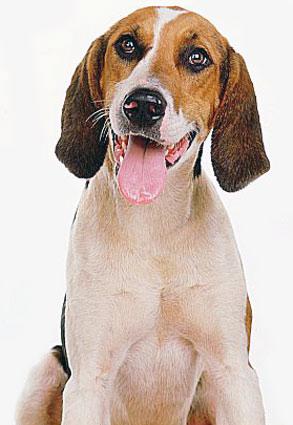 https://images.dog.ceo/breeds/hound-english/n02089973_3119.jpg