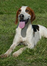 https://images.dog.ceo/breeds/hound-english/n02089973_3120.jpg