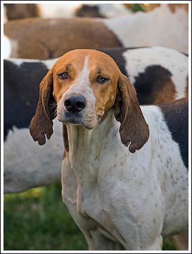 https://images.dog.ceo/breeds/hound-english/n02089973_3159.jpg