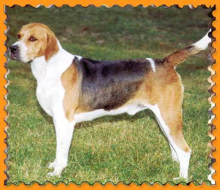 https://images.dog.ceo/breeds/hound-english/n02089973_319.jpg