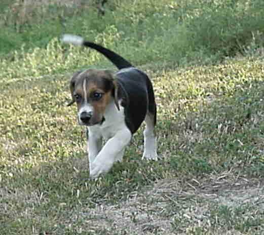 https://images.dog.ceo/breeds/hound-english/n02089973_3265.jpg