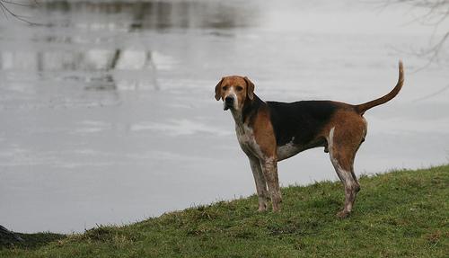 https://images.dog.ceo/breeds/hound-english/n02089973_3480.jpg