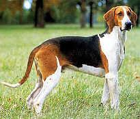 https://images.dog.ceo/breeds/hound-english/n02089973_3688.jpg