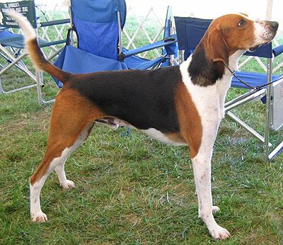 https://images.dog.ceo/breeds/hound-english/n02089973_3860.jpg