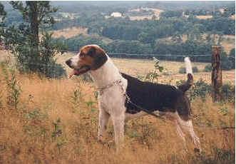 https://images.dog.ceo/breeds/hound-english/n02089973_3933.jpg