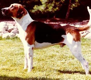 https://images.dog.ceo/breeds/hound-english/n02089973_4010.jpg