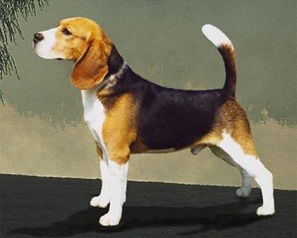 https://images.dog.ceo/breeds/hound-english/n02089973_4359.jpg