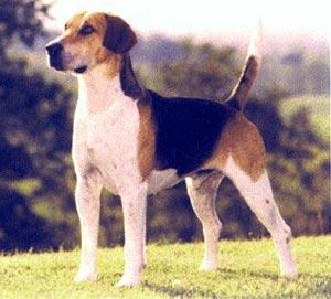 https://images.dog.ceo/breeds/hound-english/n02089973_809.jpg