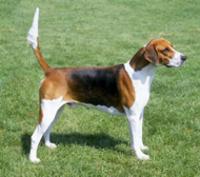 https://images.dog.ceo/breeds/hound-english/n02089973_846.jpg