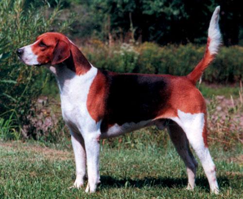 https://images.dog.ceo/breeds/hound-english/n02089973_957.jpg