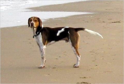 https://images.dog.ceo/breeds/hound-english/n02089973_99.jpg