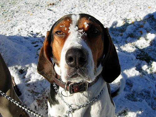 https://images.dog.ceo/breeds/hound-walker/n02089867_1105.jpg