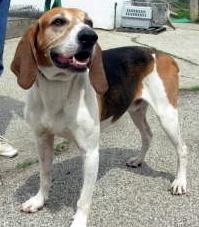 https://images.dog.ceo/breeds/hound-walker/n02089867_1345.jpg