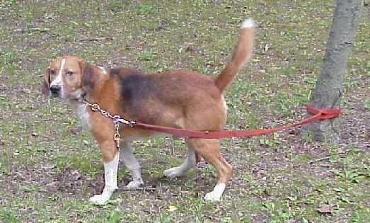 https://images.dog.ceo/breeds/hound-walker/n02089867_1368.jpg