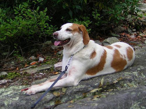 https://images.dog.ceo/breeds/hound-walker/n02089867_1430.jpg