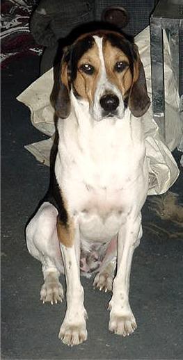 https://images.dog.ceo/breeds/hound-walker/n02089867_1912.jpg