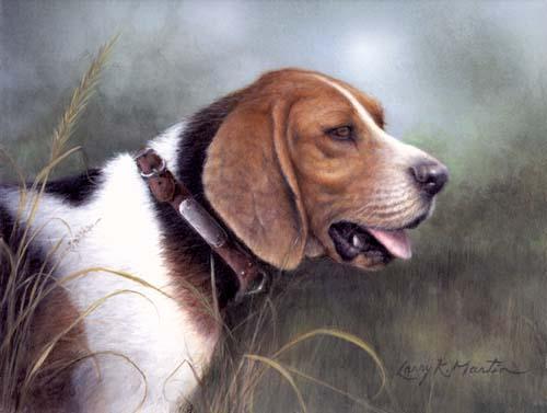 https://images.dog.ceo/breeds/hound-walker/n02089867_2472.jpg