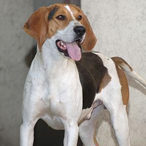 https://images.dog.ceo/breeds/hound-walker/n02089867_2582.jpg