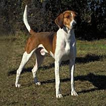 https://images.dog.ceo/breeds/hound-walker/n02089867_2653.jpg