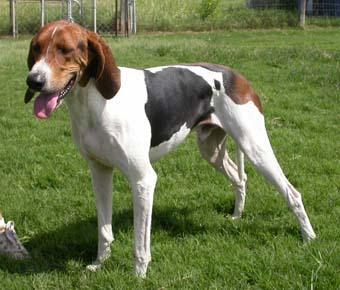 https://images.dog.ceo/breeds/hound-walker/n02089867_3335.jpg