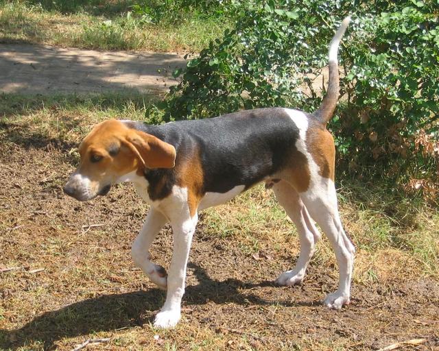 https://images.dog.ceo/breeds/hound-walker/n02089867_3608.jpg