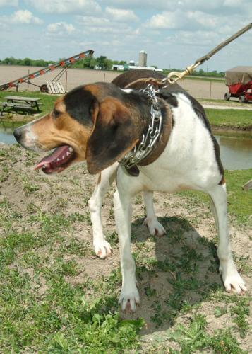 https://images.dog.ceo/breeds/hound-walker/n02089867_822.jpg