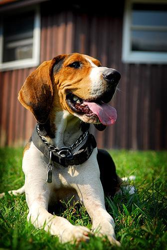 https://images.dog.ceo/breeds/hound-walker/n02089867_91.jpg