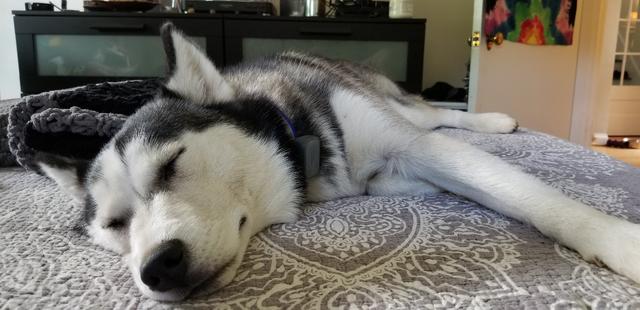 https://images.dog.ceo/breeds/husky/20180901_150234.jpg