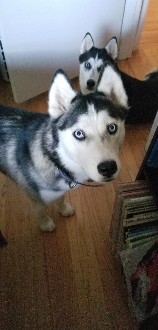 https://images.dog.ceo/breeds/husky/20180904_185604.jpg