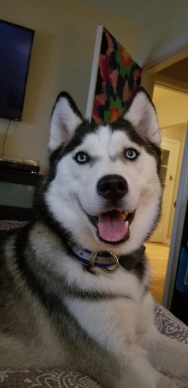 https://images.dog.ceo/breeds/husky/20180924_193829.jpg