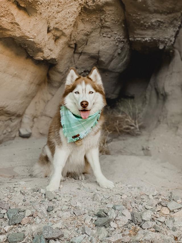 https://images.dog.ceo/breeds/husky/husky.jpg