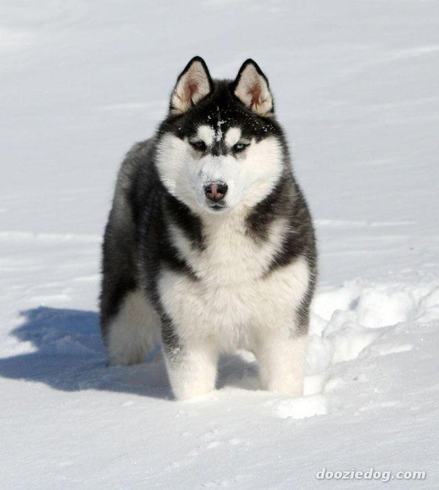 https://images.dog.ceo/breeds/husky/n02110185_10273.jpg