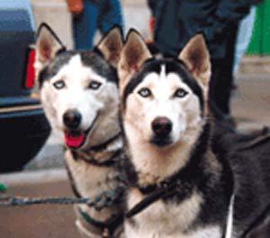 https://images.dog.ceo/breeds/husky/n02110185_10360.jpg