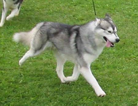 https://images.dog.ceo/breeds/husky/n02110185_10844.jpg