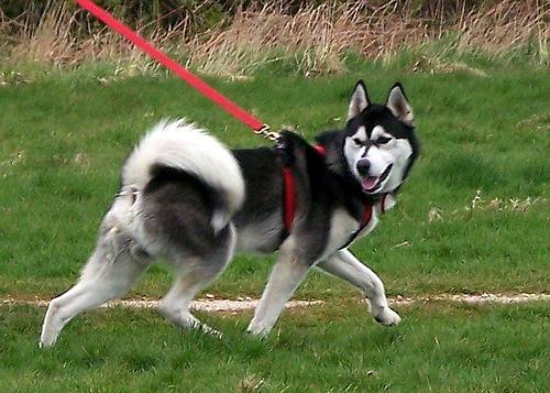 https://images.dog.ceo/breeds/husky/n02110185_10898.jpg