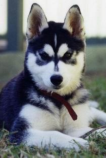 https://images.dog.ceo/breeds/husky/n02110185_10902.jpg