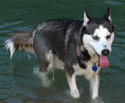 https://images.dog.ceo/breeds/husky/n02110185_11114.jpg