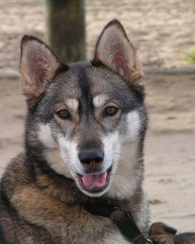 https://images.dog.ceo/breeds/husky/n02110185_11580.jpg