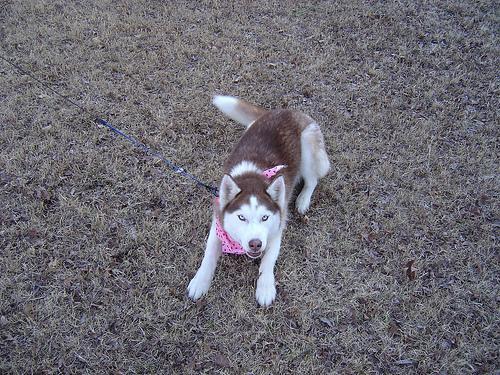 https://images.dog.ceo/breeds/husky/n02110185_12380.jpg