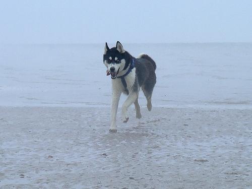 https://images.dog.ceo/breeds/husky/n02110185_13187.jpg