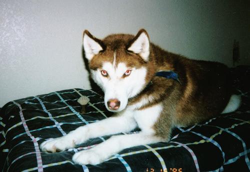 https://images.dog.ceo/breeds/husky/n02110185_13821.jpg