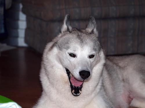 https://images.dog.ceo/breeds/husky/n02110185_14479.jpg