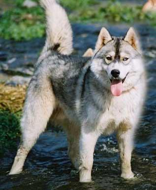 https://images.dog.ceo/breeds/husky/n02110185_14650.jpg