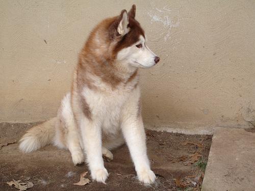 https://images.dog.ceo/breeds/husky/n02110185_1469.jpg