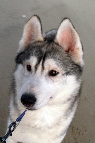 https://images.dog.ceo/breeds/husky/n02110185_14766.jpg